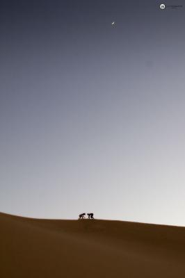 A Meeting on the Dunes